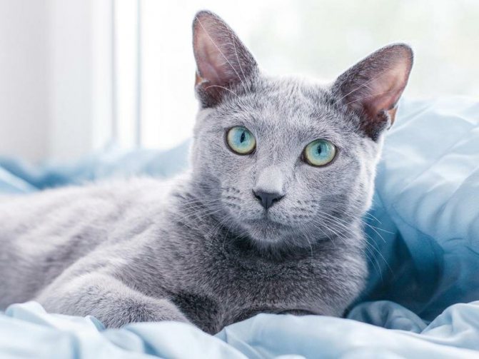 Кот с большими глазами: как называется порода