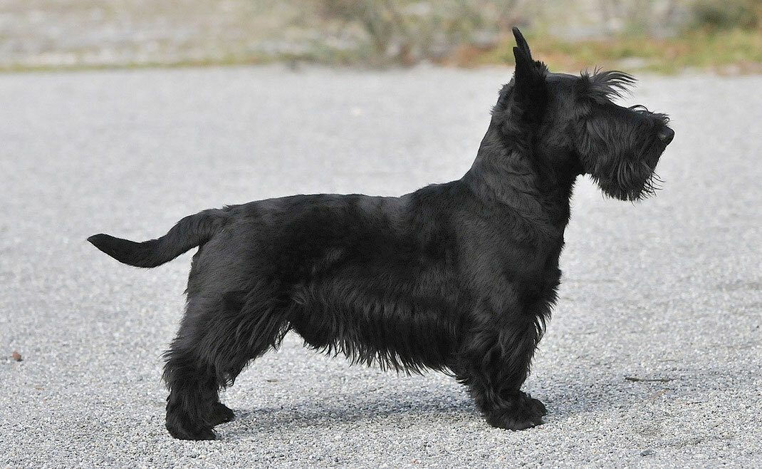 Описание породы собак скотч терьер (шотландский терьер) с фото