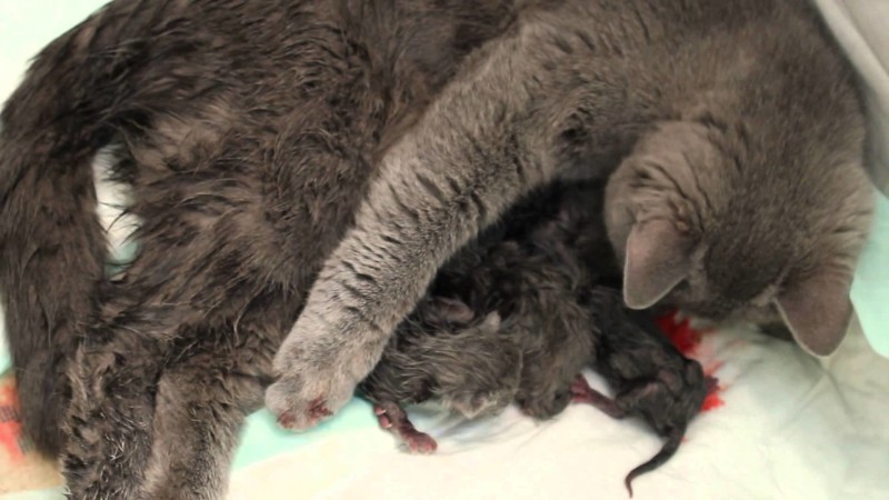 Как узнать, сколько котят родит кошка в первый раз, сколько котят может быть при рождении в последующем времени?