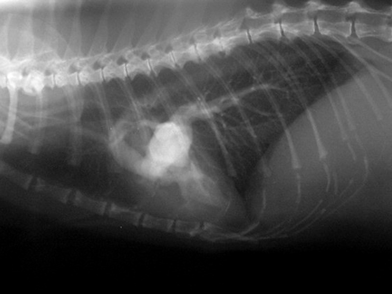 Что такое рестриктивная кардиомиопатия у кошек и лечение болезниветлечебница рос-вет