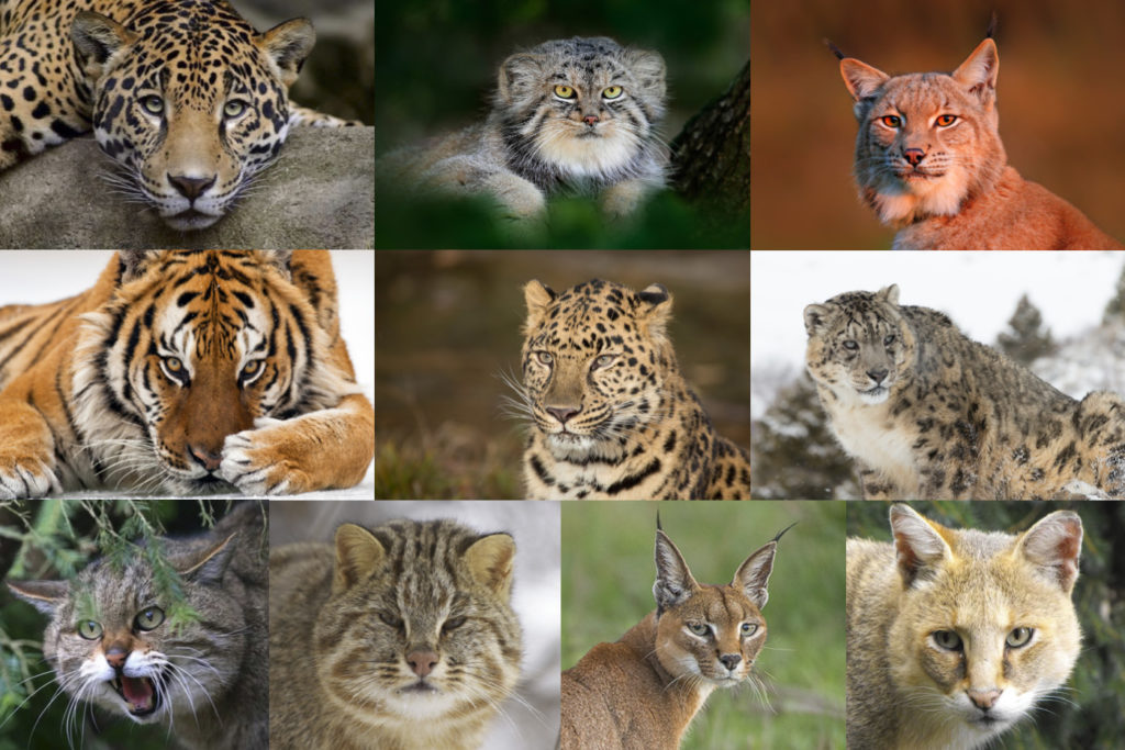 Названия хищных животных: список, виды, описание