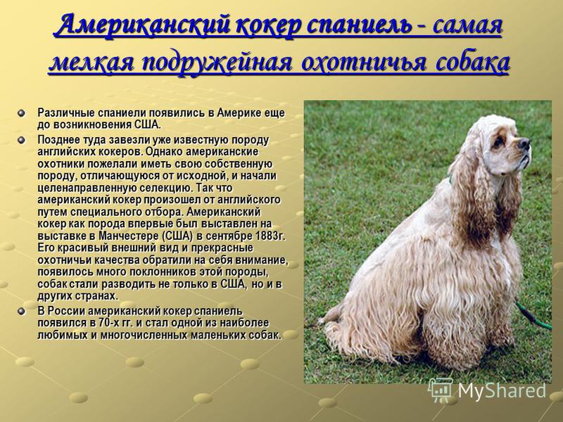 Русский охотничий спаниель собака. описание, особенности, уход и цена породы