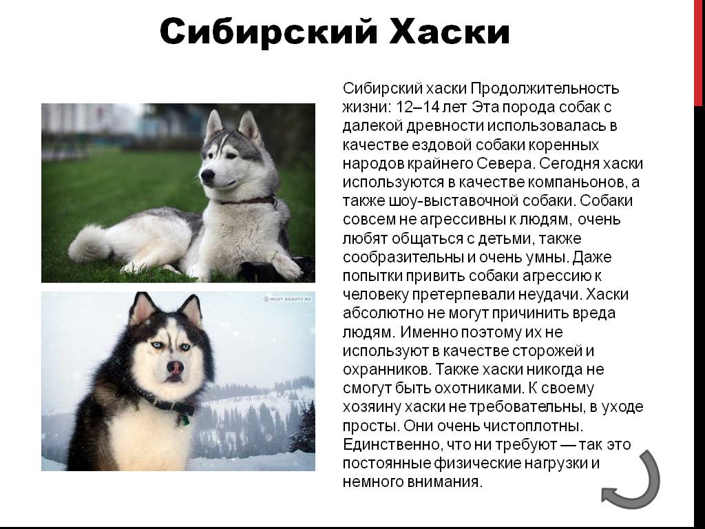 Сибирский хаски: описание породы, характер, видео, щенки и цена