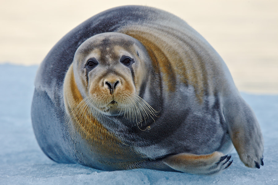 Ушастые тюлени: представители семейства, особенности внешнего вида и поведения