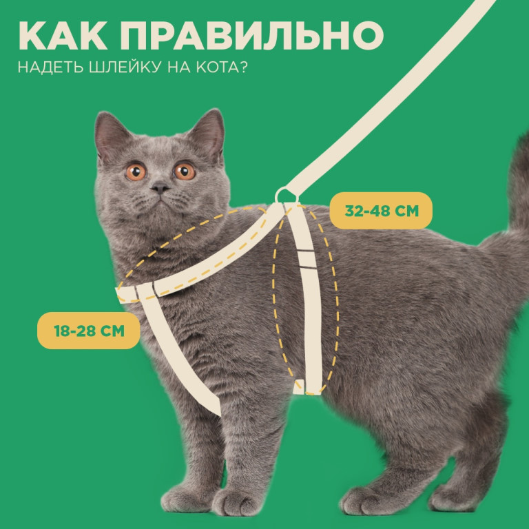 Шлейка для кошек и котов: как выбрать подходящую модель