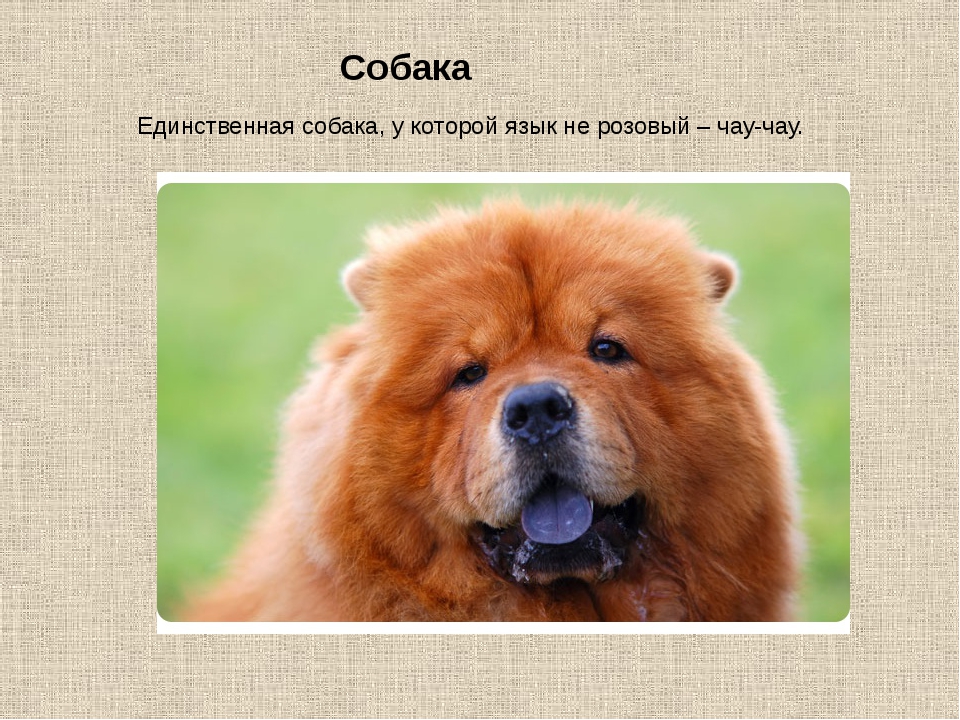 30 любопытных фактов о собаках – zagge.ru