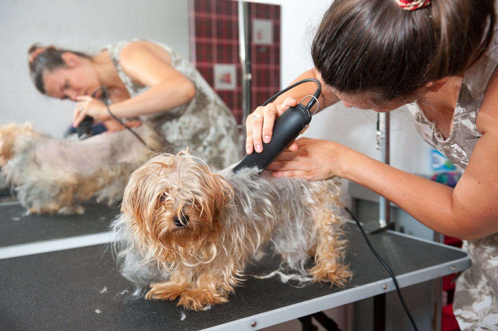 Как называется парикмахер для животных: груминг-студия как бизнес
