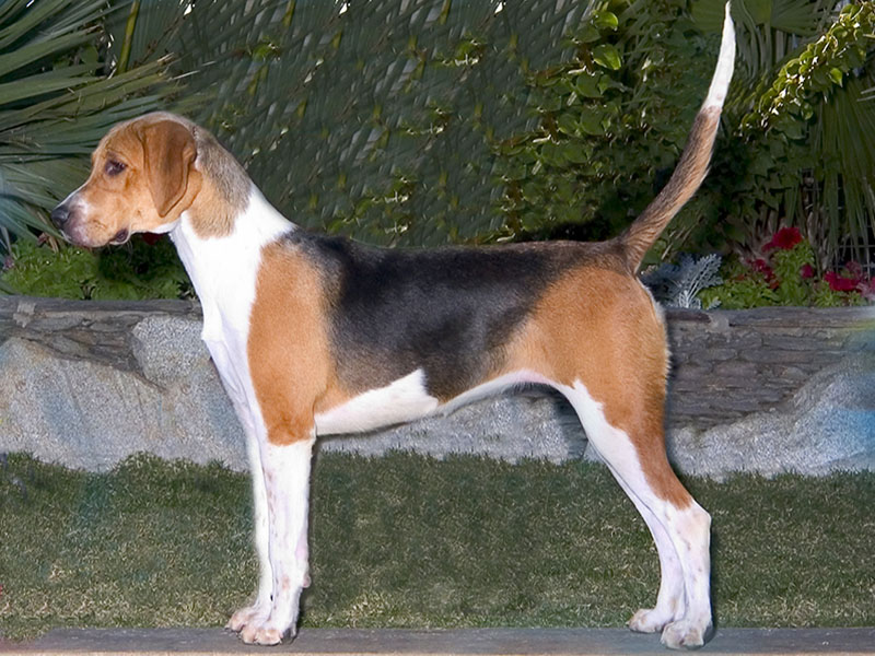 Английский фоксхаунд: фото собаки, особенности породы