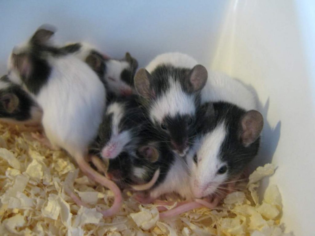 Чем кормить грызунов? подробный гайд по кормлению крыс, мышей, хомячков и морских свинок
