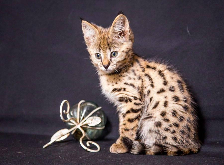 Самые дорогие породы кошек в мире: цены и фото