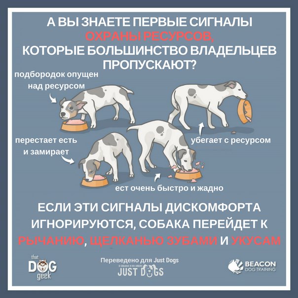 Вялая собака: причины, диагностика, профилактика | блог ветклиники "беланта"