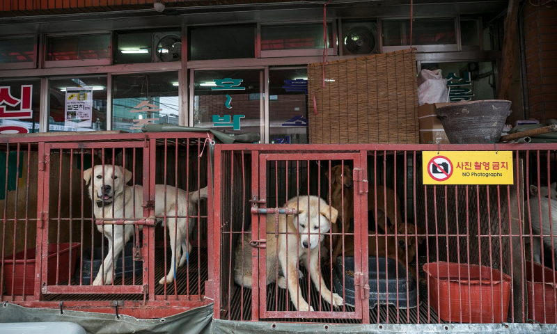 Где едят собак: в какой стране народ ест псов
