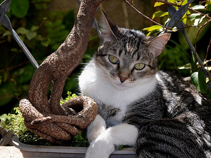 Бразильская короткошерстная кошка, особенности, содержание
бразильская короткошерстная кошка, особенности, содержание