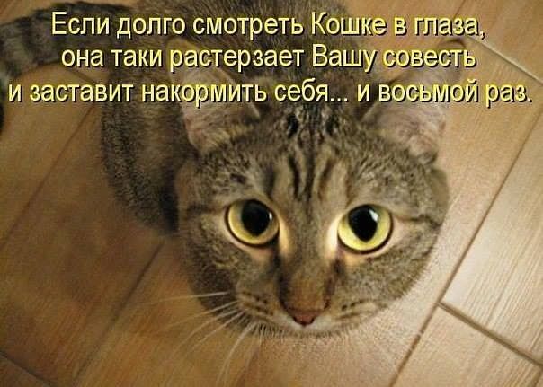 Что любят коты: 10 вещей, от которых коты без ума | мур тв