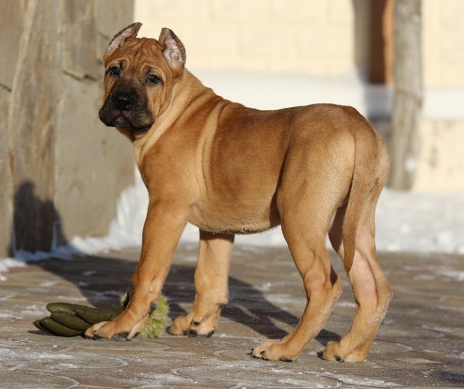 Алано собака. описание, особенности, уход и цена собаки алано