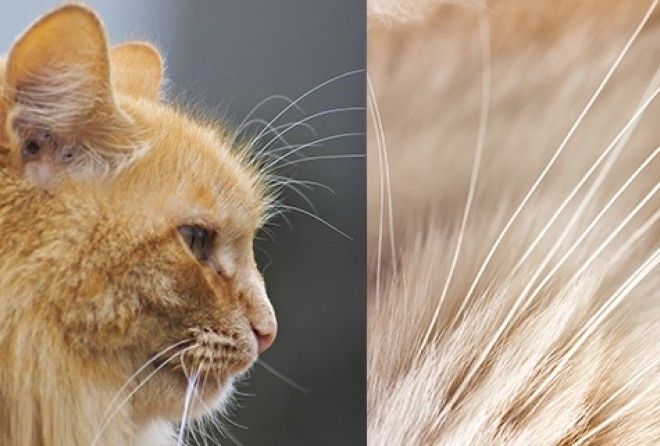 Что произойдет, если обрезать кошачьи усы?