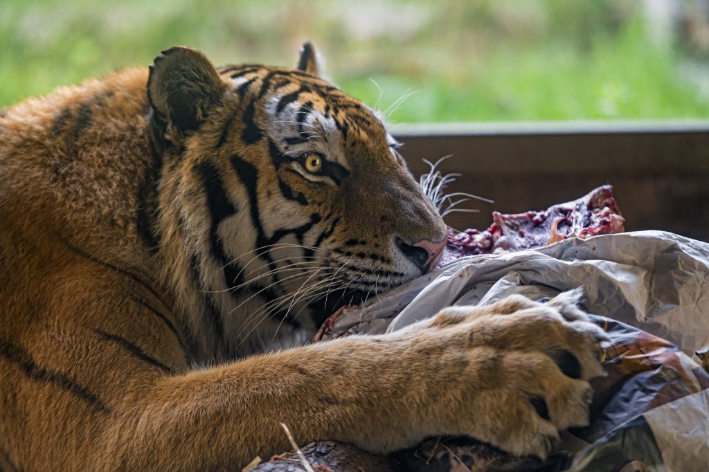Тигр — описание хищника, виды тигров, основные + 103 фото