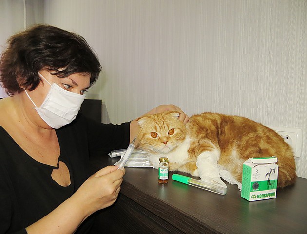 Кошки, кашель у кошек, причины появления и способы лечения кашля у кошки