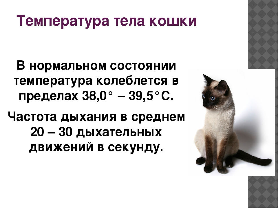 7 правил поведения адекватной и здоровой кошки - gafki.ru