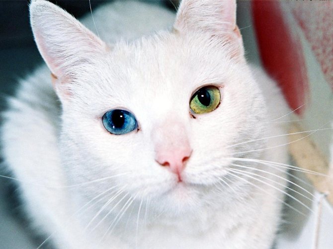 Као мани – подробное описание породы и фото кошек