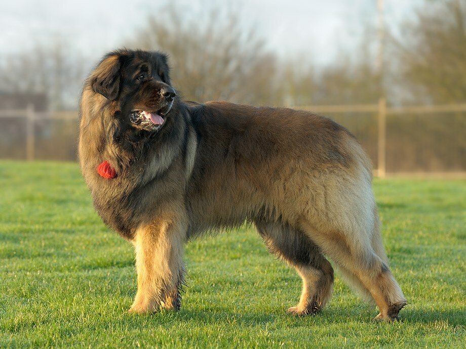 Самые крупные породы собак в мире: обзор и основные характеристики