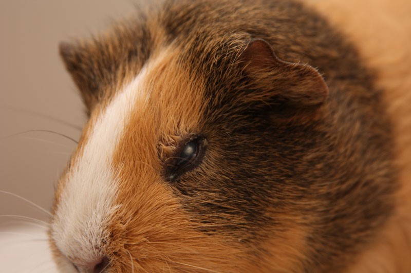 Болезни морских свинок: симптомы и лечение | блог ветклиники "беланта"