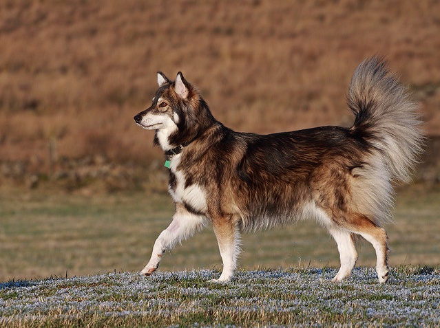 Бедлингтон терьер собака. описание, особенности, уход и цена за породой