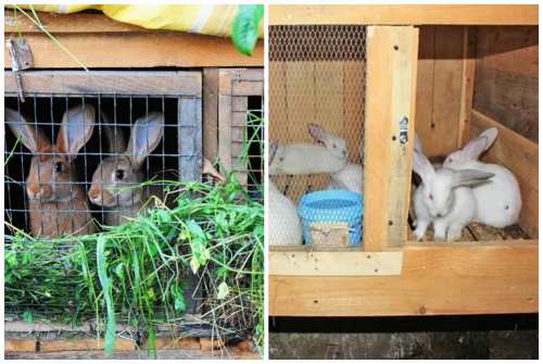 Кролики в вольерах: содержание и разведение, подробный опыт