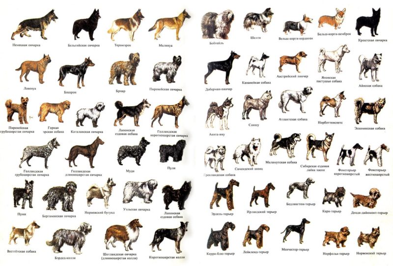 Полный список размеров собак: от гигантских до самых маленьких