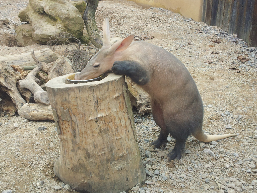 Трубкозуб - aardvark - abcdef.wiki