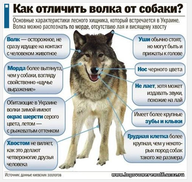 Собака-волк: как называется порода, описание, характер и интересные факты :: syl.ru