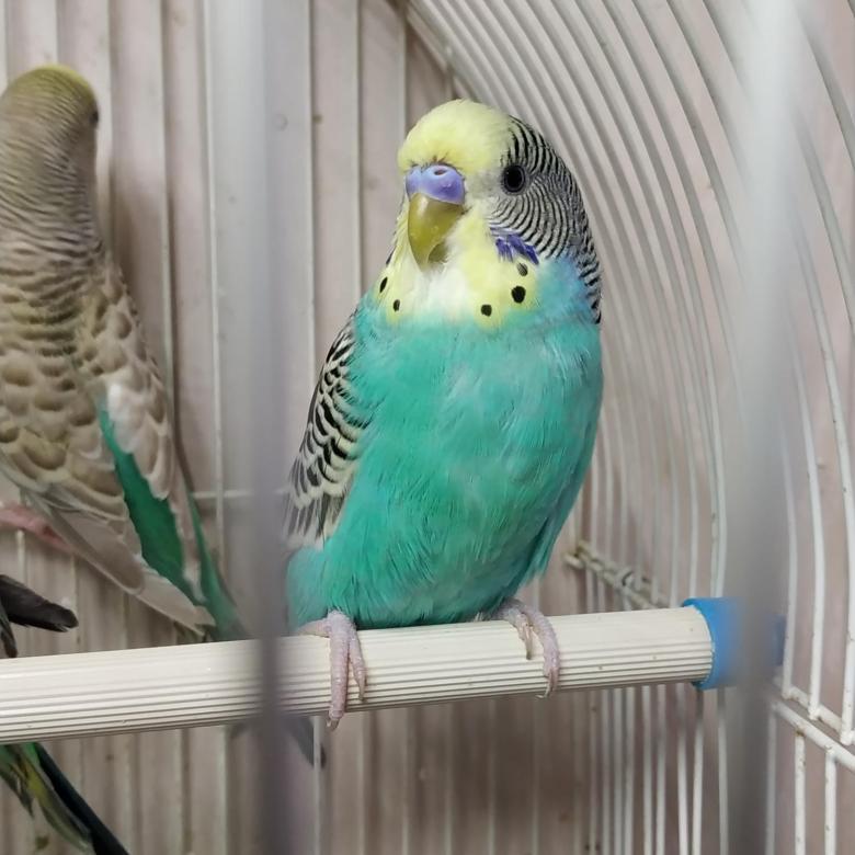 Имена для волнистых попугаев-девочек: список красивых и прикольных кличек для самок голубого и белого, желтого и других цветов