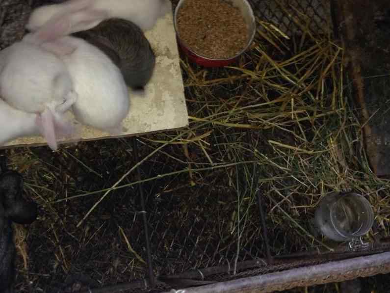 Как происходят роды у кроликов?