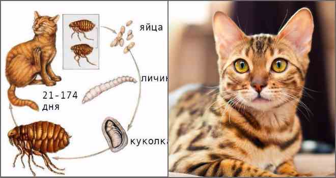 Блохи у кошек: внешний вид, причины появления, уничтожение