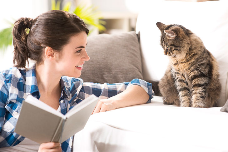 7 ошибок, которые совершают владельцы в лечении кошек - блог о кошках британской породы