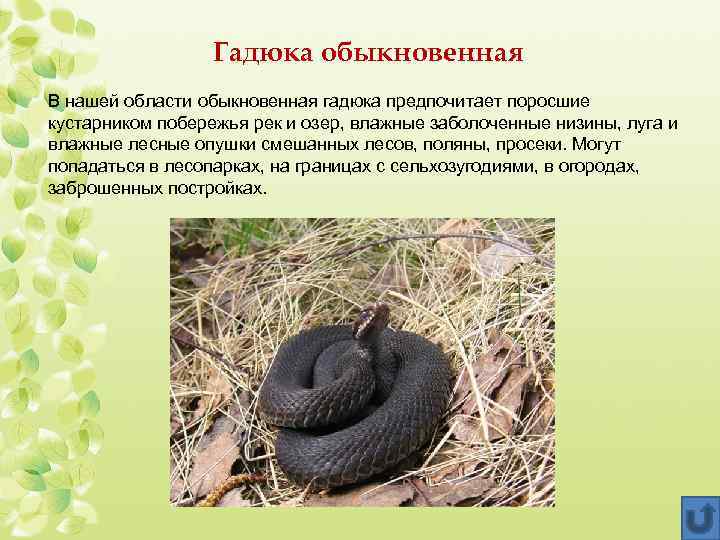Гадюка змея. образ жизни и среда обитания гадюки | животный мир