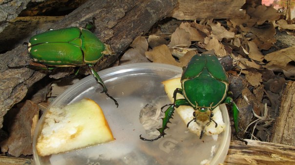 Бронзовка жук. образ жизни и среда обитания жука бронзовки