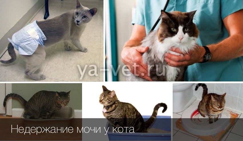 Частое мочеиспускание у кошек