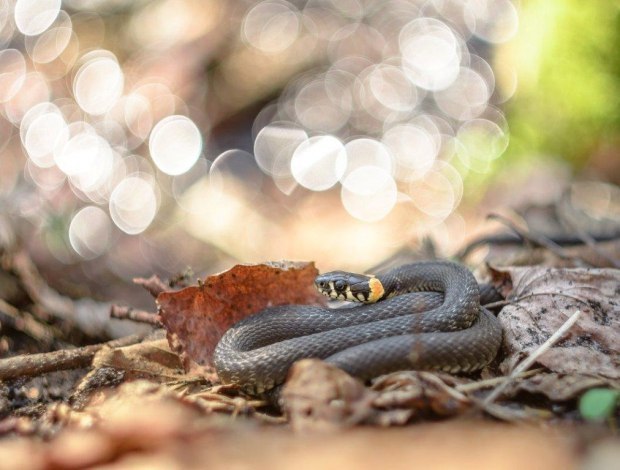 Уж обыкновенный: описание змеи, сколько живет, чем питается