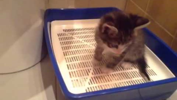 Как правильно пользоваться лотком для кошек с решеткой и наполнителем, как заполнять и как мыть