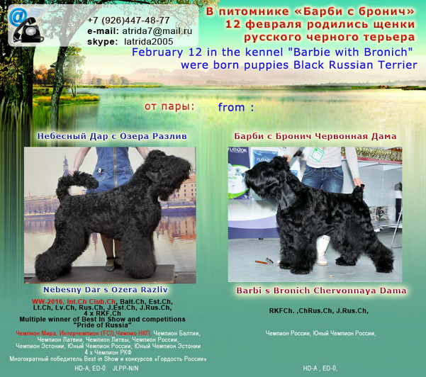Черный (русский) терьер: описание породы, фото, характеристика, внешний вид собаки, цена, содержание