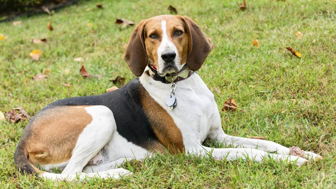Охотничьи породы собак: обзор с фото, описанием и ценой