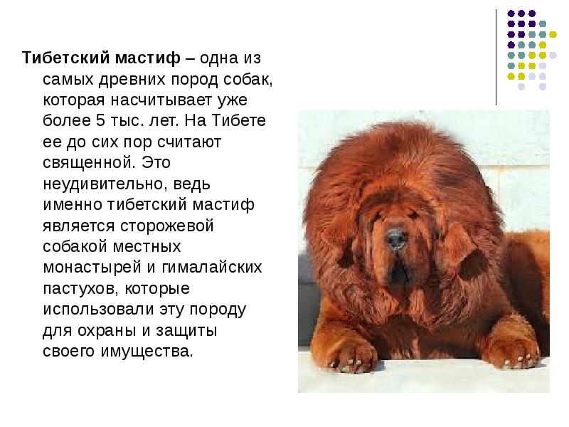 Тибетский мастиф: самая большая собака в мире весом 112 кг, фото пса