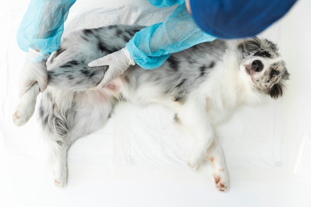 Восстановительный период после операции у собаки