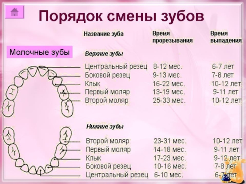 Схема выпадения молочных