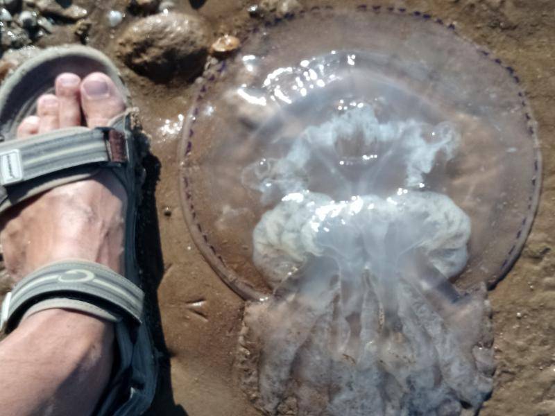 Медузы черного моря - виды, опасность для человека | вся планета