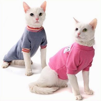 Одежда для кошек: теплая вязаная одежда для котов и котят. как выбрать правильный размер? как приучить к одежде?