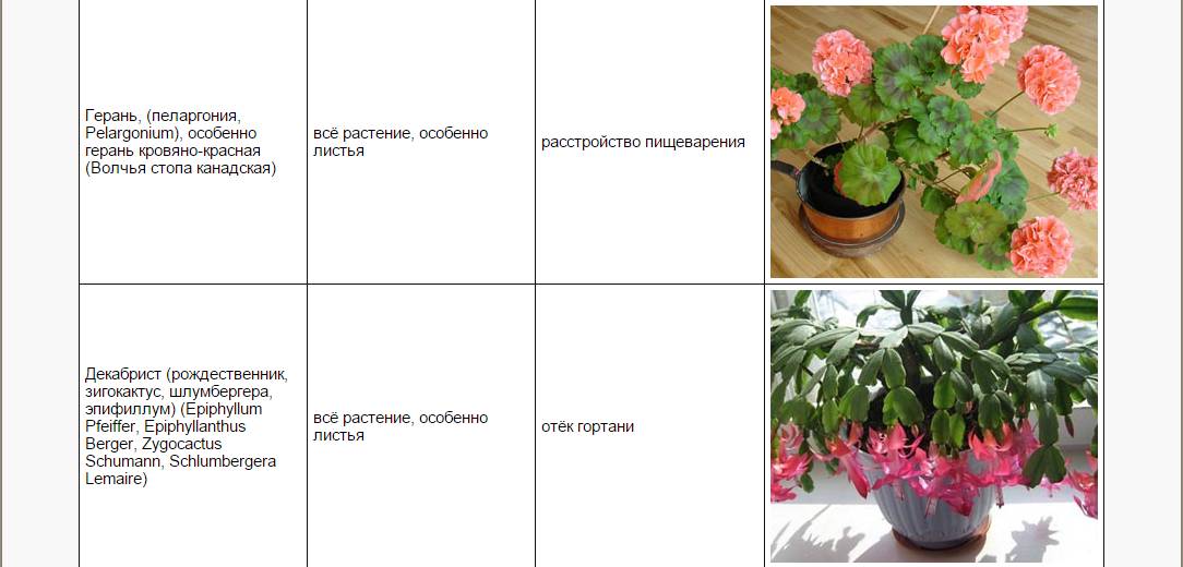 Комнатные цветы, опасные для домашних животных на supersadovnik.ru