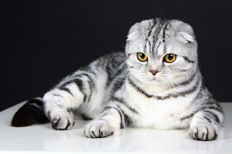 Порода шотландская вислоухая кошка: фото, описание, характер