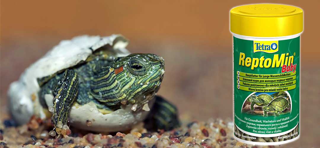 Чем кормить маленькую красноухую черепаху в домашних условиях?
